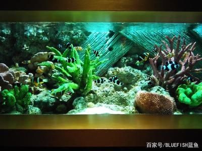 打造鱼缸生态圈的方法有哪些：如何打造一个生态鱼缸生态圈 鱼缸百科 第2张