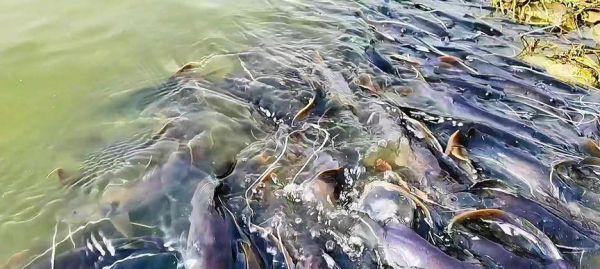 以丝尾角吊为宠物的饲养技巧（营造舒适环境健康饮食手把手教你养角吊）