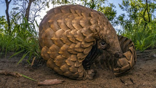 cs_0315n_pangolin_1280x720 (1).jpg