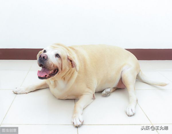 如何给狗选择狗粮？难道是只买贵的？