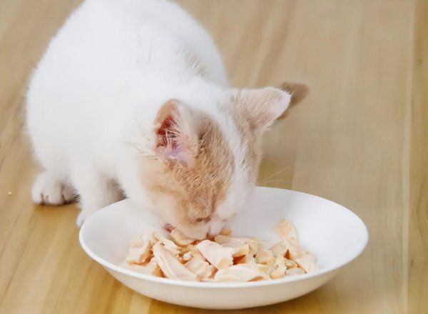 猫食欲不振吃什么开胃