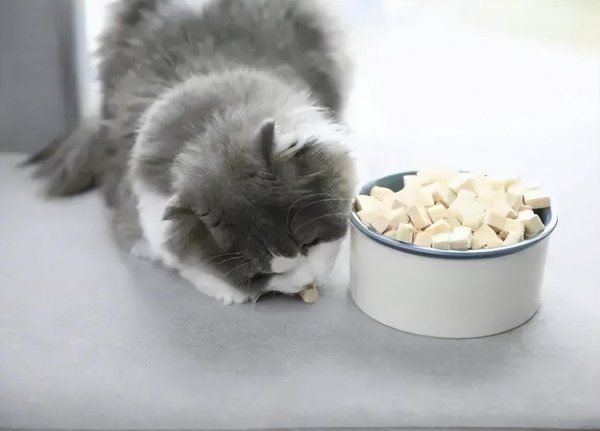 猫食欲不振吃什么开胃