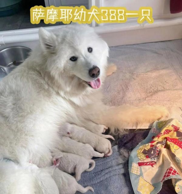 萨摩耶犬一生的五个阶段（了解萨摩耶犬不同阶段的特点与需求）