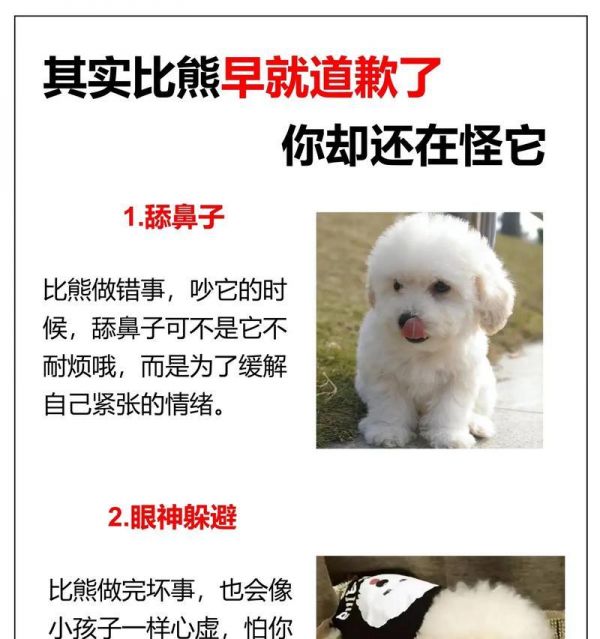 比熊犬（探索比熊犬的优缺点，决定是否适合你的宠物选择）