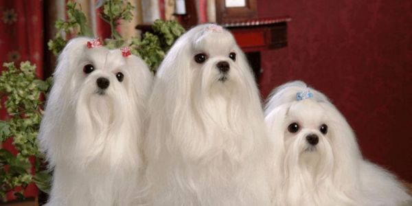 比熊犬（探索比熊犬的优缺点，决定是否适合你的宠物选择）