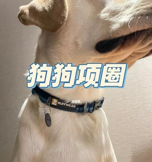 如何选择适合狗狗的项圈？