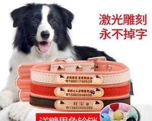 如何选择适合狗狗的项圈？
