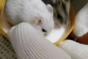 怎么养好一只仓鼠