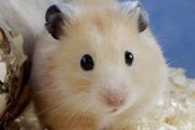 小仓鼠饲养方法