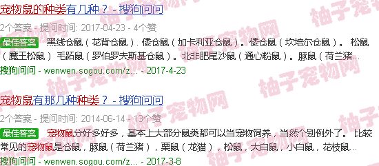 宠物鼠的品种