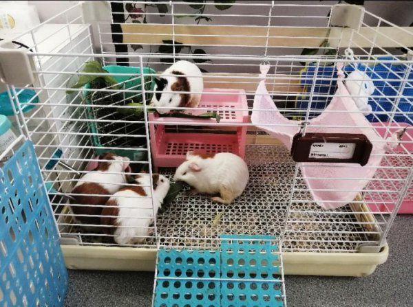 荷兰猪怎么养
