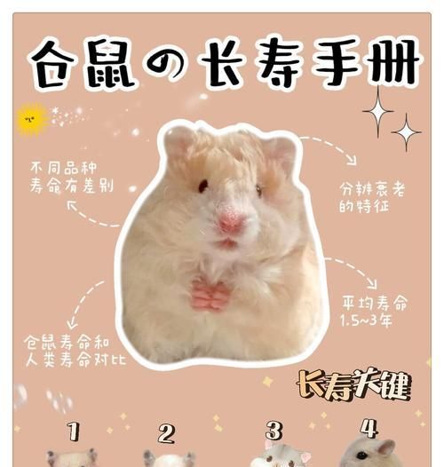 仓鼠的饮食习惯及主要食物（一探仓鼠的营养需求和喜好）