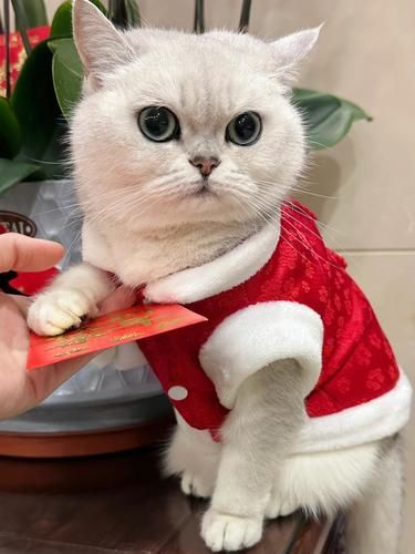 小猫咪祝大家新年快乐～