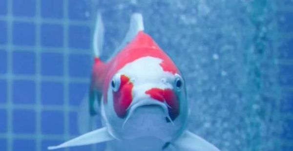 射水鱼的饲养方法详解（保证水质、适宜温度、饲料科学合理）