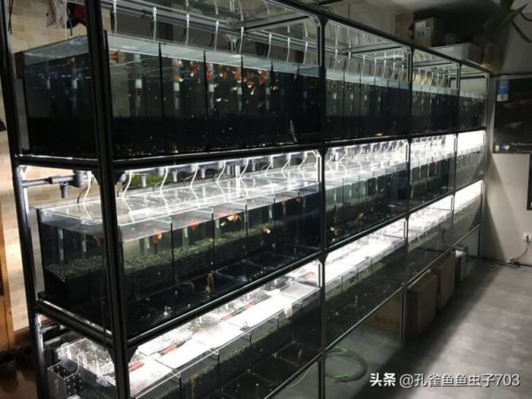 小孔雀鱼的喂食方法 
