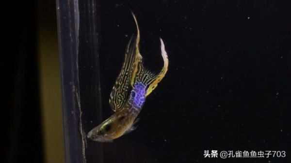 小孔雀鱼的喂食方法 