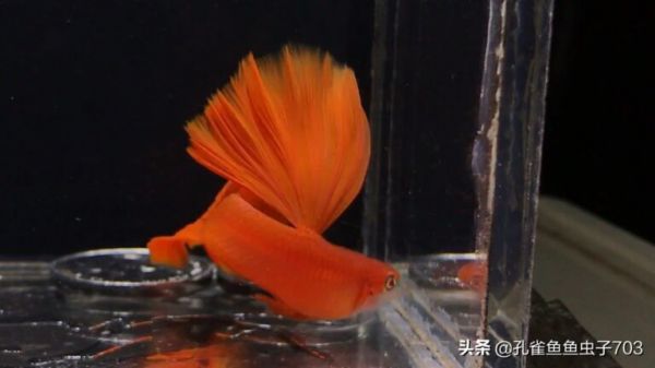 小孔雀鱼的喂食方法 