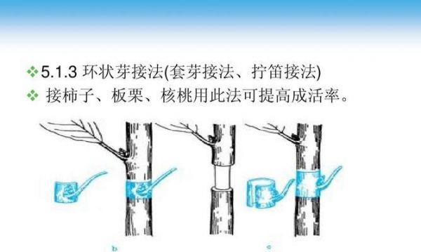 涟纹吊的饲养方法（建议和技巧）