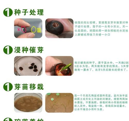 涟纹吊的饲养方法（建议和技巧）