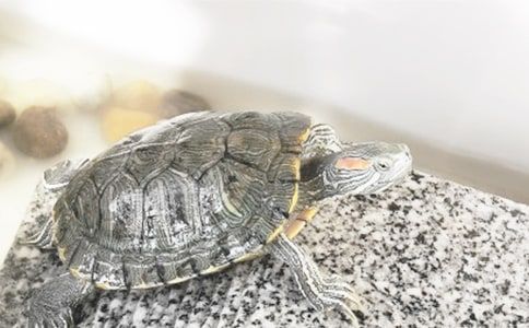 观察乌龟作文(精选15篇)
