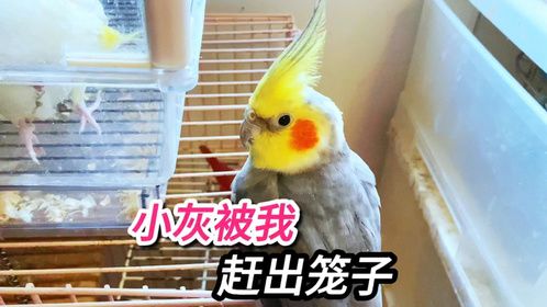 小灰添乱妨碍黄豆孵蛋，被主人无情的赶出了笼子