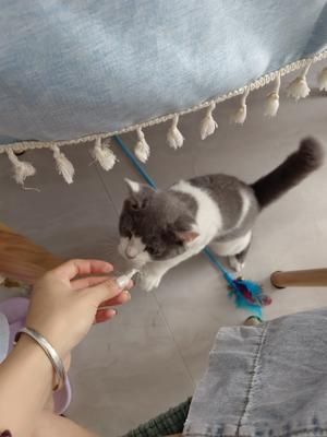 超简单的猫咪营养加餐-鸡胸肉做法的做法 步骤5