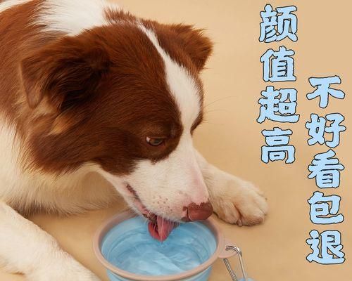 如何正确地给宠物狗喂食成年狗粮（以成年狗粮喂食为主的宠物喂食指南）