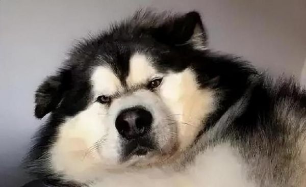 圣伯纳犬营养补充指南（营养均衡，让您的宠物更健康！）
