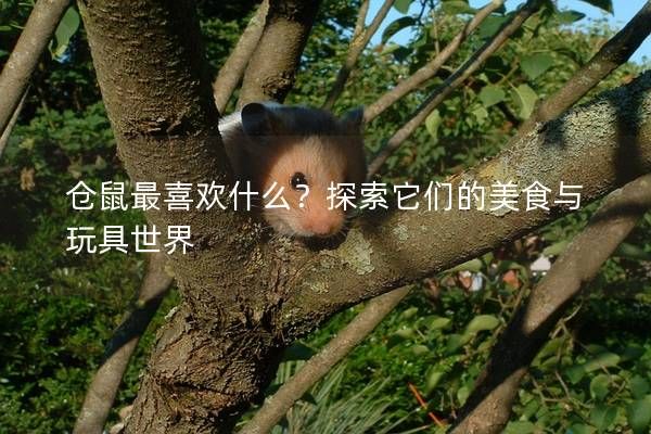 仓鼠最喜欢什么？探索它们的美食与玩具世界