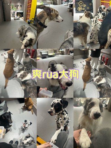 wow超级大狗狗咖！