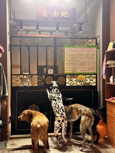 沈阳首家！！沈阳首家！！大型狗咖……