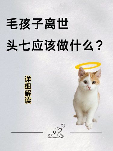 毛孩子离世了，头七应该做什么？