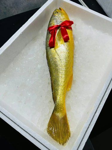 年夜饭吃这一条都要几万了