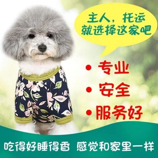  托运狗狗 空调专车托运