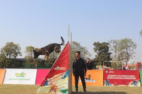 图：宠爱王国第一届CKUWDC工作犬红波杯MONDIORING国际实战犬大赛