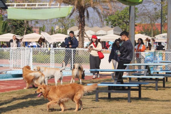 图：活动吸引众多市民游客前来参加，共享人宠欢乐时光