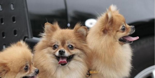 了解博美犬的性格与特点——一个可爱的宠物（探究博美犬的个性、行为、饲养及培养方法）