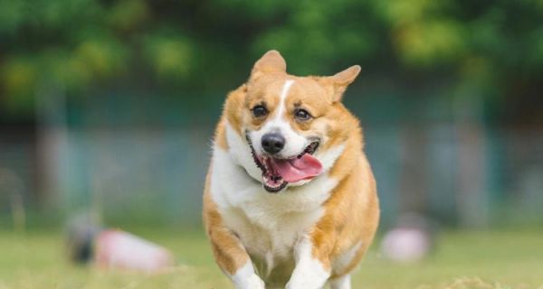 如何培养柯基犬的良好性格（让你的宠物成为快乐、友善的家庭成员）