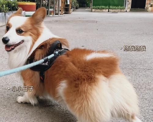如何培养柯基犬的良好性格（让你的宠物成为快乐、友善的家庭成员）