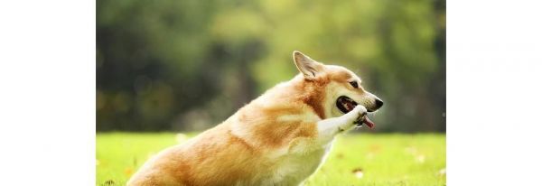 如何培养柯基犬的良好性格（让你的宠物成为快乐、友善的家庭成员）
