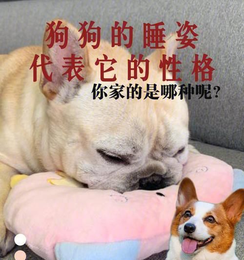 如何培养狗狗开朗的性格？（掌握关键技巧让爱宠更加开心）