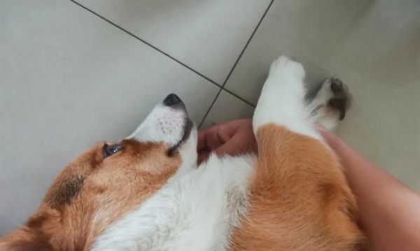 如何让你的宠物狗更亲人和粘人（培养狗狗的亲人性格，让它陪伴你生活）