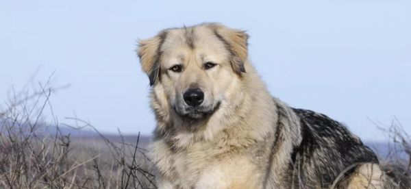 高加索犬训练指南——培养优秀宠物（如何通过科学训练让高加索犬成为优秀的宠物）