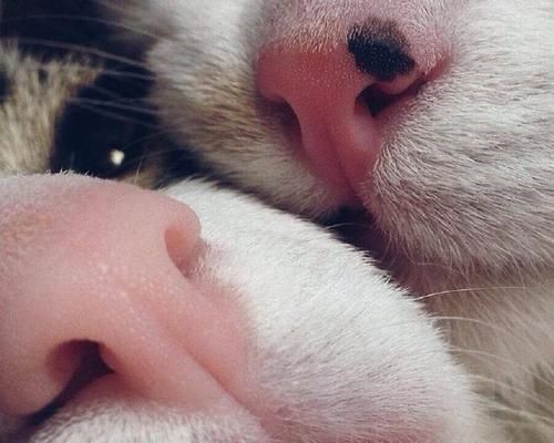 如何预防和治疗宠物猫咪鼻子烂的问题（探究猫咪鼻子烂的成因及应对方法）