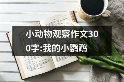 小动物观察作文300字:我的小鹦鹉