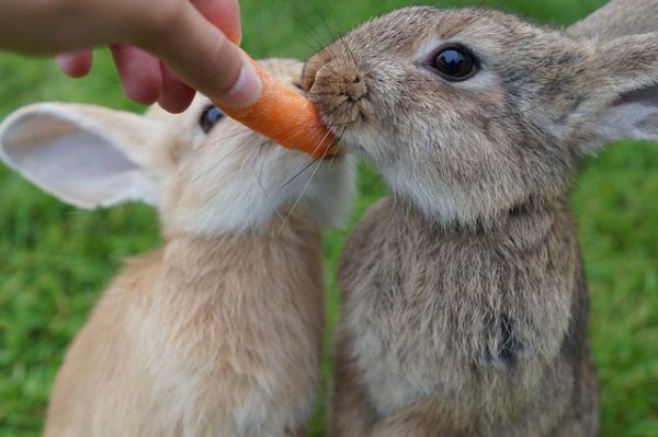 Hastings-Veterinary-Clinic-Rabbit-Food-The-Best-and-Worst-Foods-to-Feed-a-Bunny.jpg