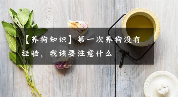【养狗知识】第一次养狗没有经验，我该要注意什么