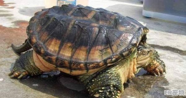 鳄龟怎么饲养,鳄龟宠物日常喂养方法