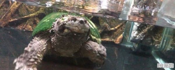鳄龟怎么饲养,鳄龟宠物日常喂养方法