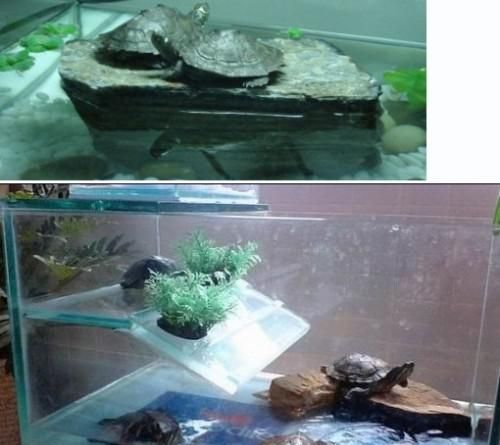 巴西龟怎么喂养,宠物巴西龟饲养方法